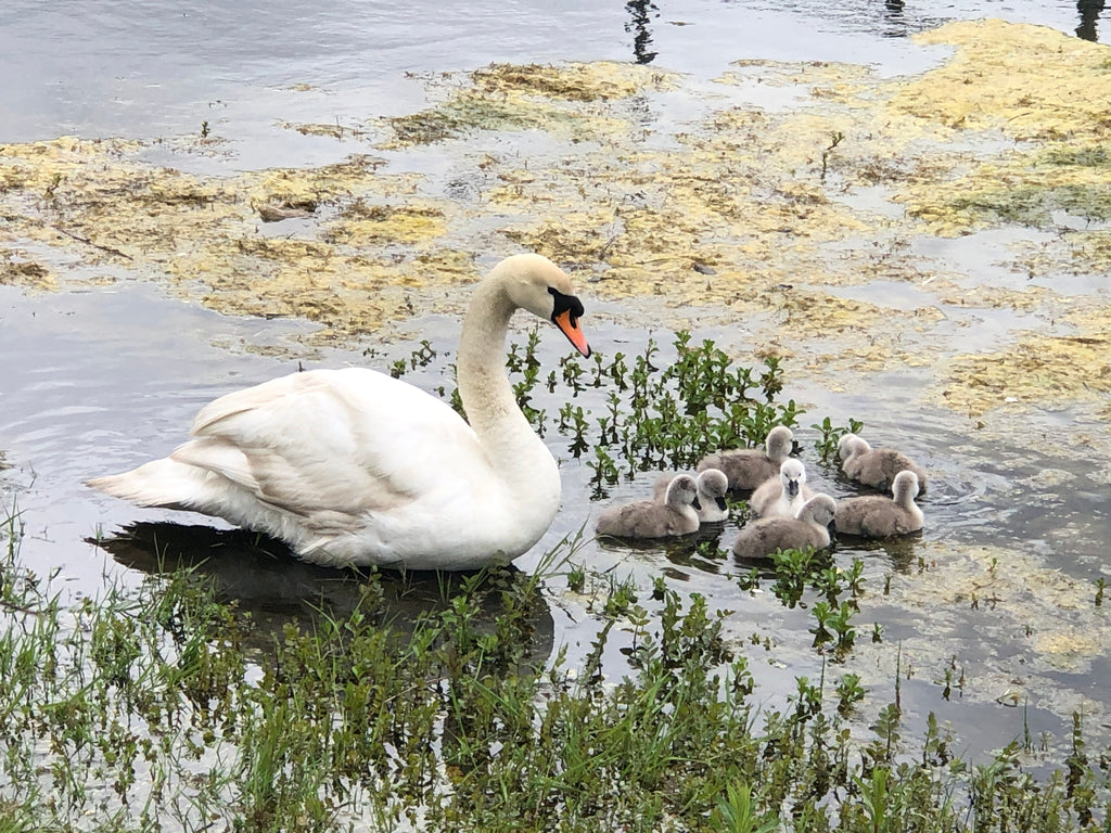 Reason #349 why I love working at Scuba Diving Scotland! 🦢