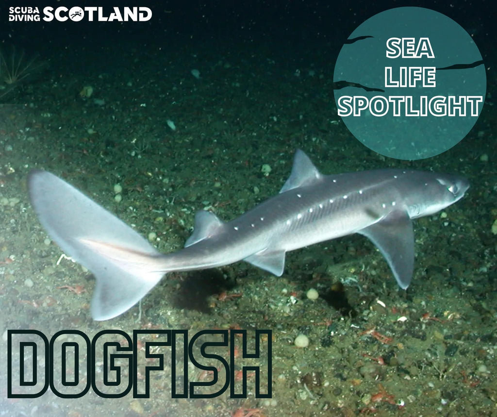 SEA LIFE SPOTLIGHT: THE DOG FISH