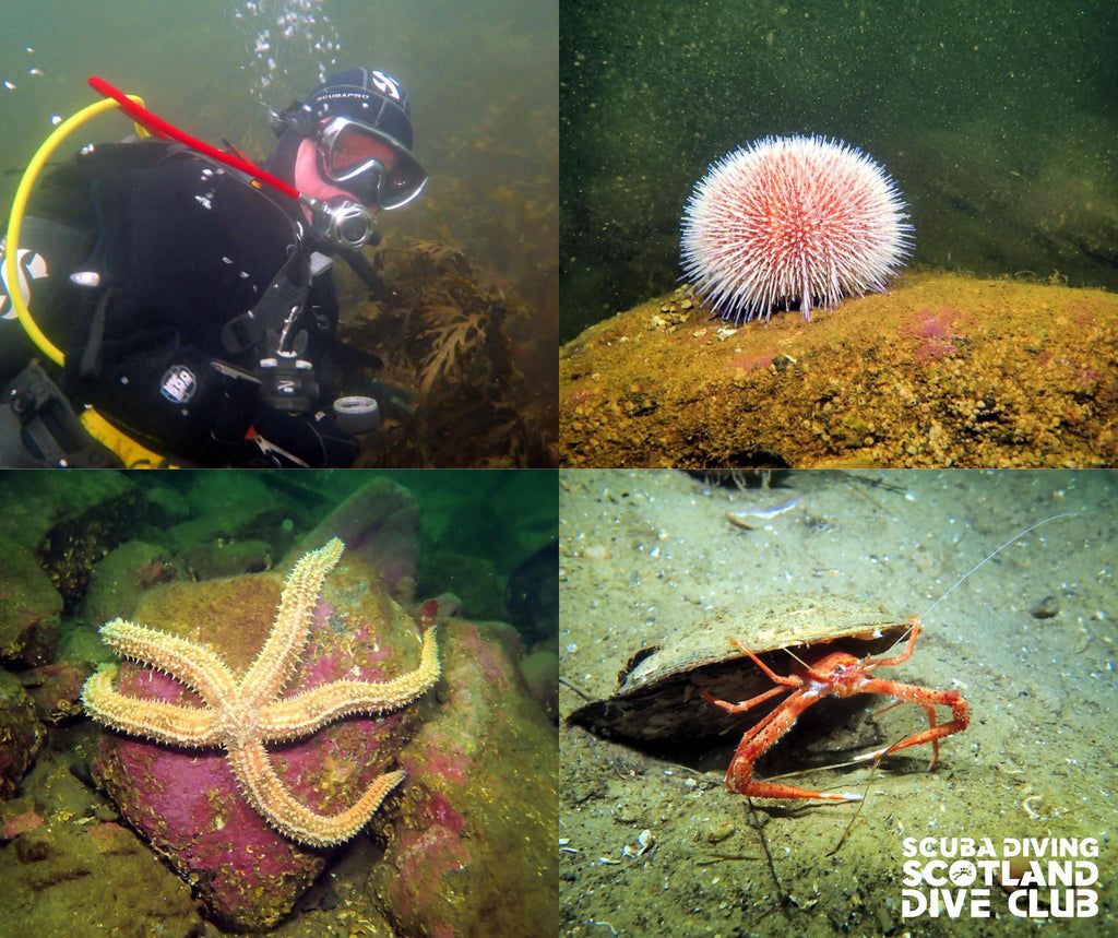 SDS Dive Club Evening Dive - Thursday 27th June