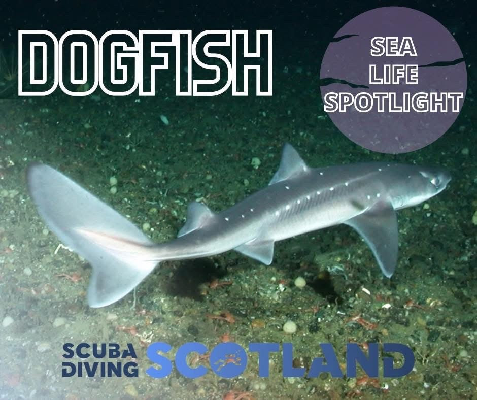 🏴 SEA LIFE SPOTLIGHT: THE DOGFISH 🏴