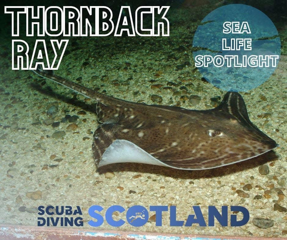 SEA LIFE SPOTLIGHT: THORNBACK RAY