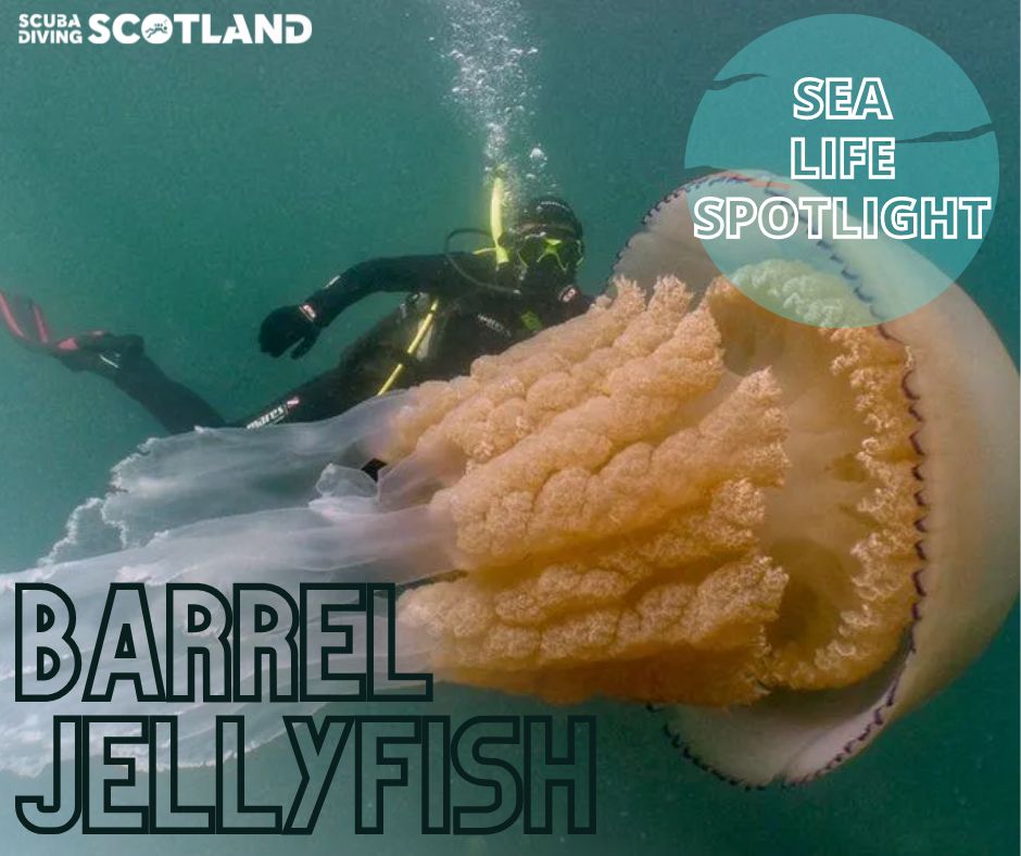 🐙SEA LIFE SPOTLIGHT: BARREL JELLYFISH 🐙