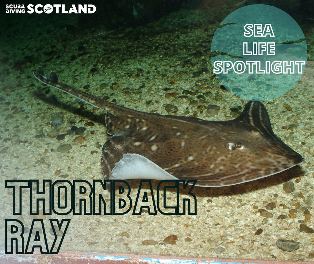🏴󠁧󠁢󠁳󠁣󠁴󠁿🦈SEA LIFE SPOTLIGHT: THORNBACK RAY 🦈🏴󠁧󠁢󠁳󠁣󠁴󠁿