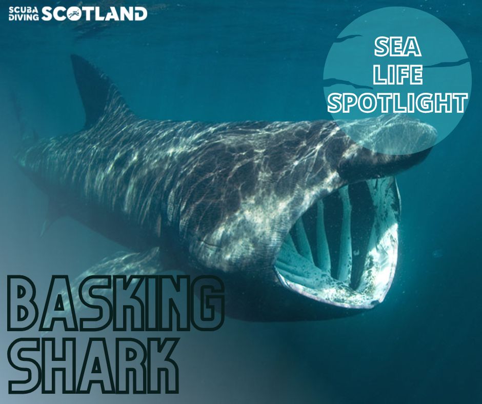 🏴󠁧󠁢󠁳󠁣󠁴󠁿🦈SEA LIFE SPOTLIGHT: BASKING SHARK 🦈🏴