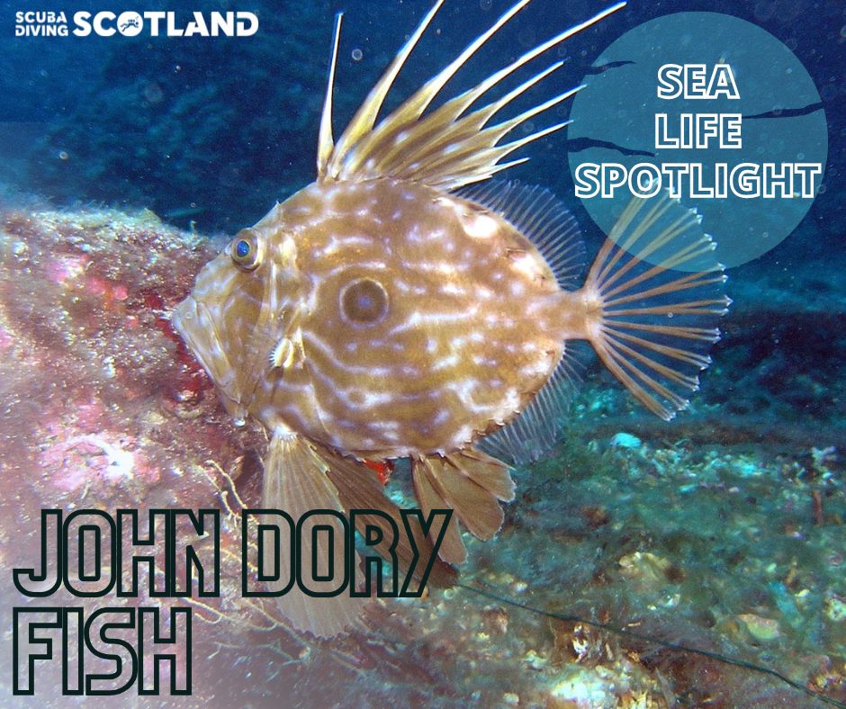 SEA LIFE SPOTLIGHT: JOHN DORY FISH